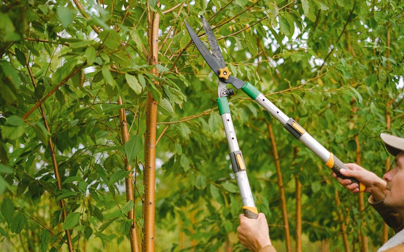 Tree trimming in East Barre, VT