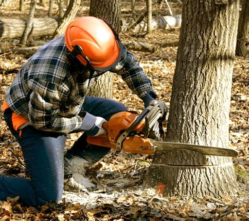 Tree Removal in East Barre, VT